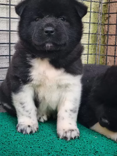 Orjinal Amerikan Akita Yavrular