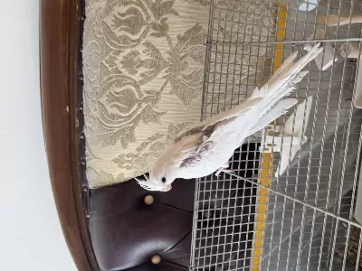2.5 Aylık Kiremit Rengi Heavy Sultan Papağanı İsırmaz