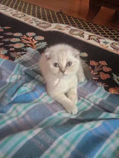 Beyaz Kirik Kulak Kedimiz Year Sahïbïnï Beklïyor