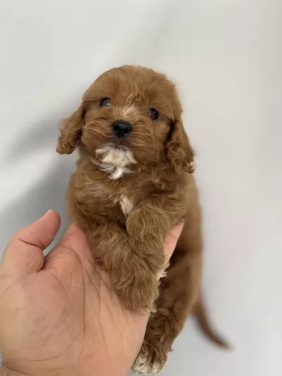 Harika Maltipoo Yavrular