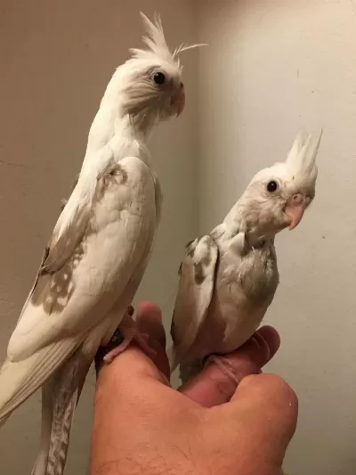 40 Günlük Full Evcil Erkek Konuşma Garantili Wf White Sultan