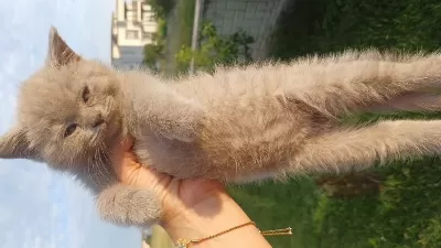 7 Nisan Doğumlu 2 Erkek British Shorthair