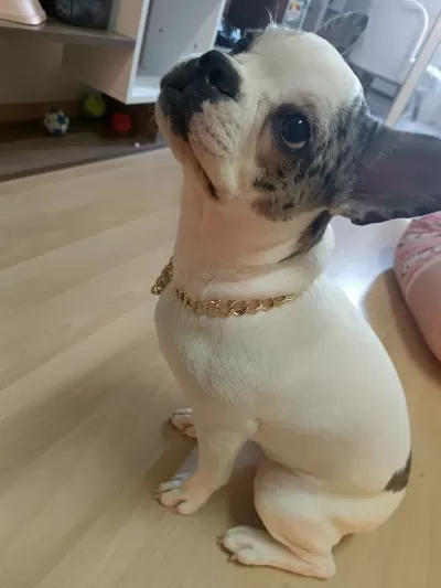 5 Aylik Fransiz Bulldog Dişi Yavrularim