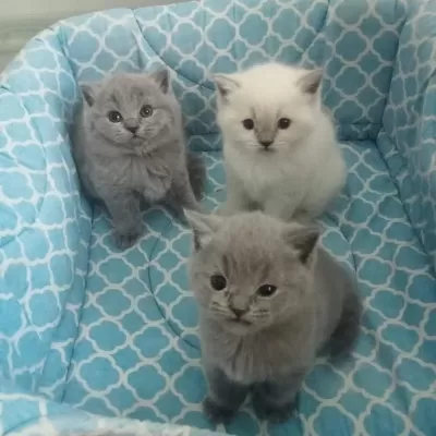 1.5 Aylık 4 Tane Saf British Shorthair Yavrularımız