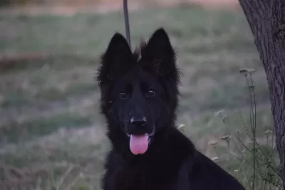 6 Aylık Siyah Uzun Tüylü Show Line Alman Çoban Köpeği