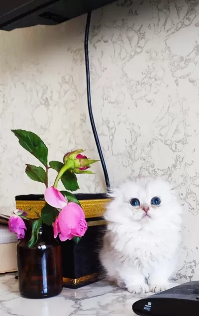 Scottish Fold Prenses
