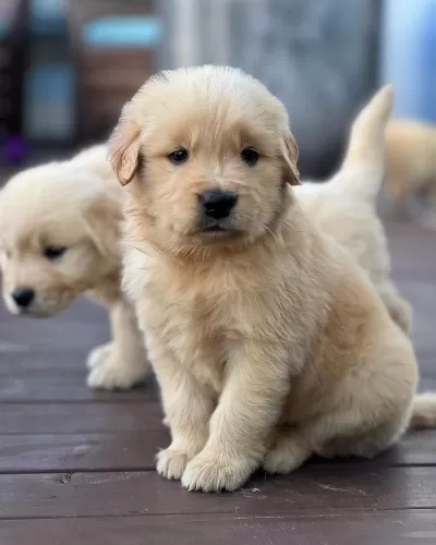 Golden Retriever Yavrulari