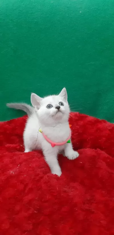 Blue Point British Shorthair Yavrumuz