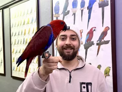 Kirmizi Eğitimli Evcil Eclectus Papağanimiz