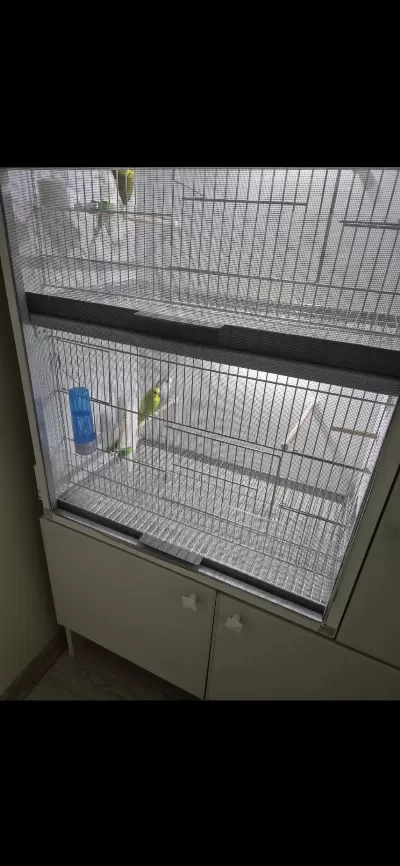 Yerli Çift Muhabbet Kuşu