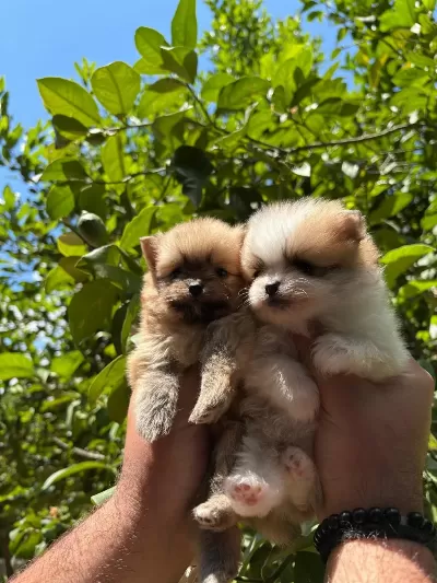 Muhteşem Renkte Tatlı Pomeranian Yavrular