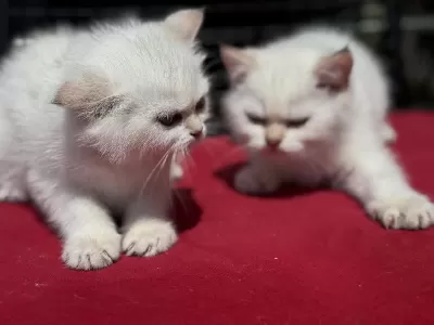 Ziyarete Açık Beyaz Mavi Gözlü British Shorthair