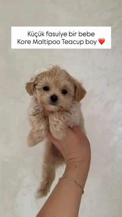 Kore Maltipoo Bebekler