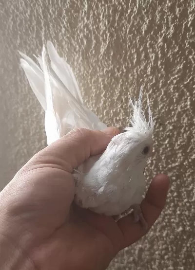 Albino Sultan Papağanı Yavrular Yeme Düştü