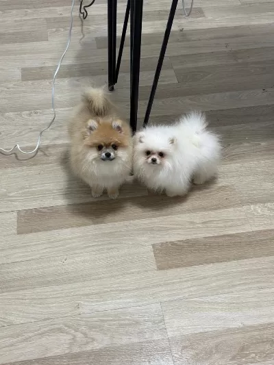Ankaranın En Güzel Pomeranian Yavruları