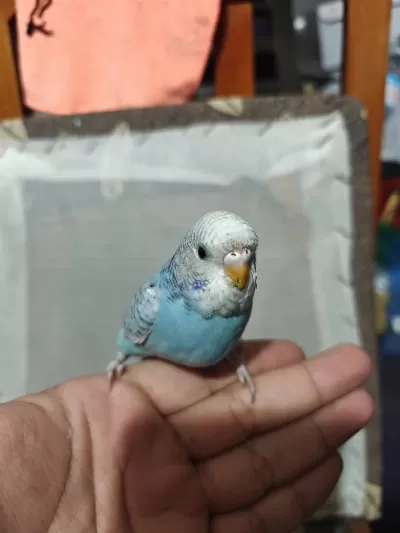 Ele Alişkin Yeme Düşmüş 1 Aylık Yavru Muhabbet