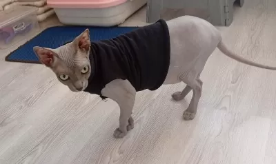 Sfenks Yavrumuza Dost Arıyoruz