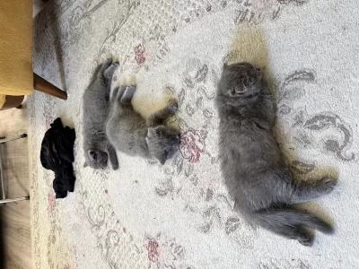 Güzel British Shorthair Yavrular