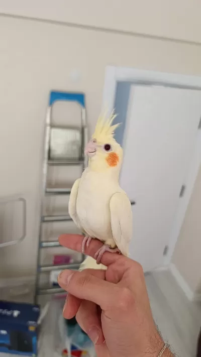 50 Günlük Ful Evcil Kırmızı Göz Jumbo Boy Lutino Sultan