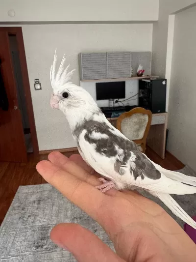 2 Aylık Fw Sultan Papağanı