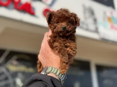 Petmode Köpek Çiftliğinden Tea Cup Poodle Yavrular