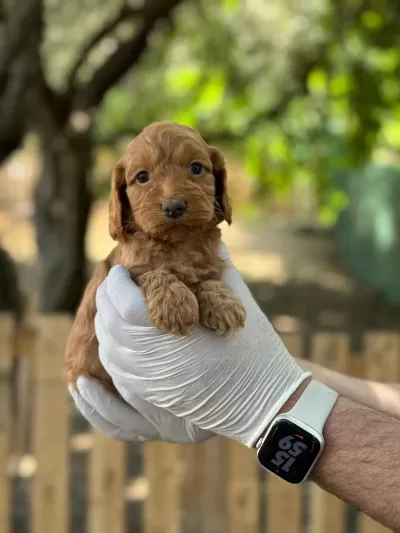 Maltipoo Yavrularımızı Canlı Görerek Alabilirsiniz