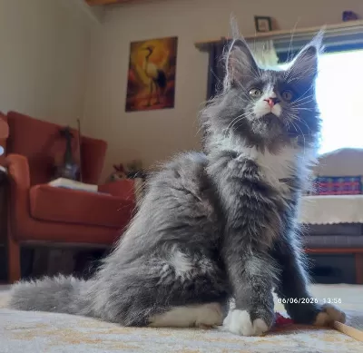 Dernek Kayıtları Yapılmış Safkan Şecereli Maine Coon