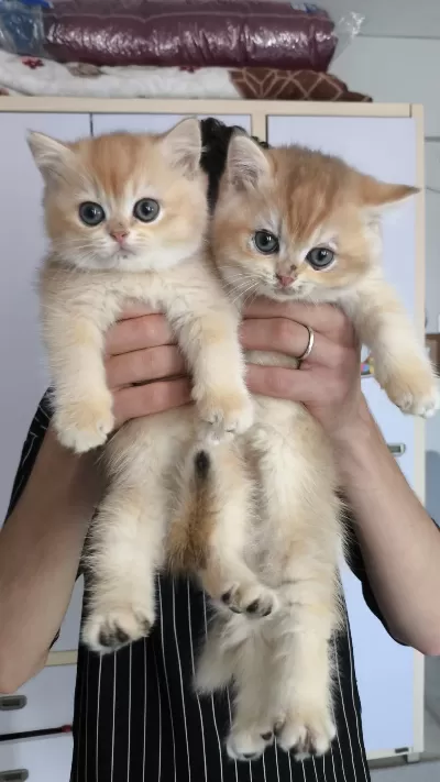 British Golden Ny12 Shorthair Yavrular