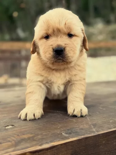 Golden Retriever Yavrulari