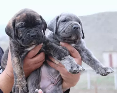 Fci-kif Secereli Safkan Cane Corso Yavrularımız