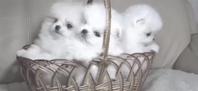 Yavru Pomeranian Boo