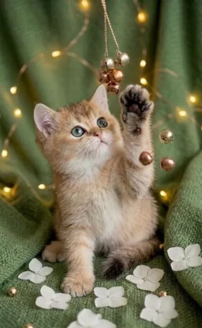 Golden British Shorthair