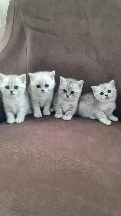 British Shorthair Silver Yavrularımız