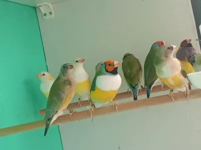 Sağlıklı Goldun Finch