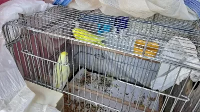 Sağlıklı Çift Muhabbet Kuşu