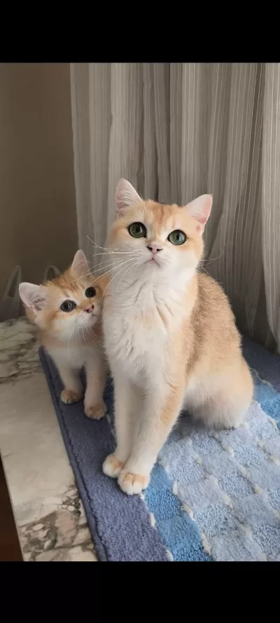 British Shorthair Golden Yavru