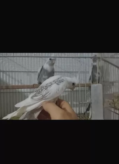 Ev Üretimi Sultanlar Hepsi Mutasyon Kaçirilmayacak