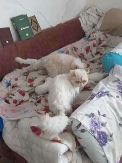 2 Aylık Yavru İran Kedisi