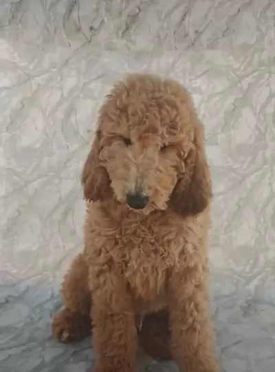 Dev Toy Poodle Yavrular İrk Sağlık Garantili