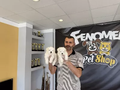 Yeni Shooowww Kalite Maltese Yavrulr Ankara Mağazamzda