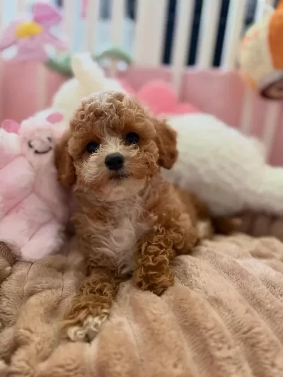 Maltipoo Yavrularımız