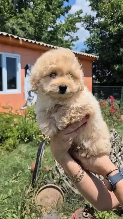 Sağlık Ve İrk Garantili Maltipoo Yavrumuz