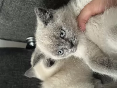 Blue Point British Shorthair Bebekler