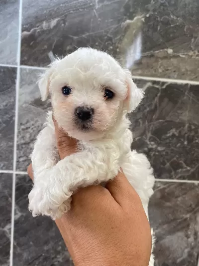 Orjinal Kar Beyaz Bichon Frise Yavrular