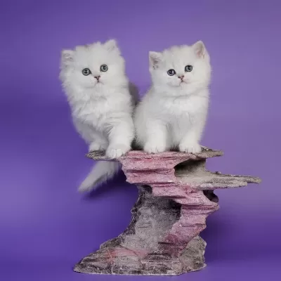 British Longhair Yavrular Evinizin Neşesi Olacaktır