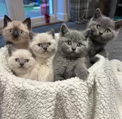 British Shorthair Yavrulari