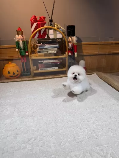 Orjinal Pomeranian Boo
