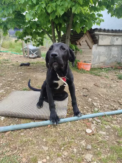 3.5 Aylık Cane Corso Dişi Ücretsiz Sahiplendirilecek