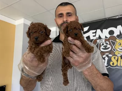 Maltipo Yavrular Toy Poodle Yavrular Ankara Mağazamizda