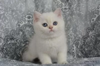 Erkek Golden Point British Shorthair